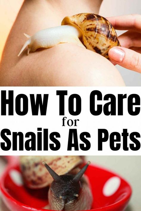 How To Take Care Of Snails, How To Care For Snails, Snail Pet Care, How To Make A Snail Terrarium, Pet Snails Terrarium, Garden Snail Terrarium, Snails As Pets, Pet Snail Terrarium, Snail Pet