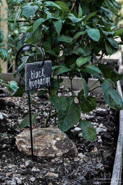 Outdoor Garden Tags  | Rocky Hedge Farm - My favorite garden labels are these slate weatherproof vegetable plant markers. These slate plant labels don't fade, and are the best for   outdoor identification of plants. Veggie Garden Name Tags, Plant Identification Tags, Vegetable Garden Markers, Garden Plant Markers, Homestead Gardening, Slate Garden, Mops Crafts, Building Raised Garden Beds, Homestead Ideas