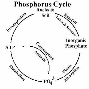 Philosophy of Science Portal: Importance of phosphorus Phosphorus Cycle Diagram, Phosphorus Cycle, Water Cycle Diagram, Cycle Drawing, Living Organisms, Interactive Multimedia, Philosophy Of Science, Cute High Heels, Photo To Art