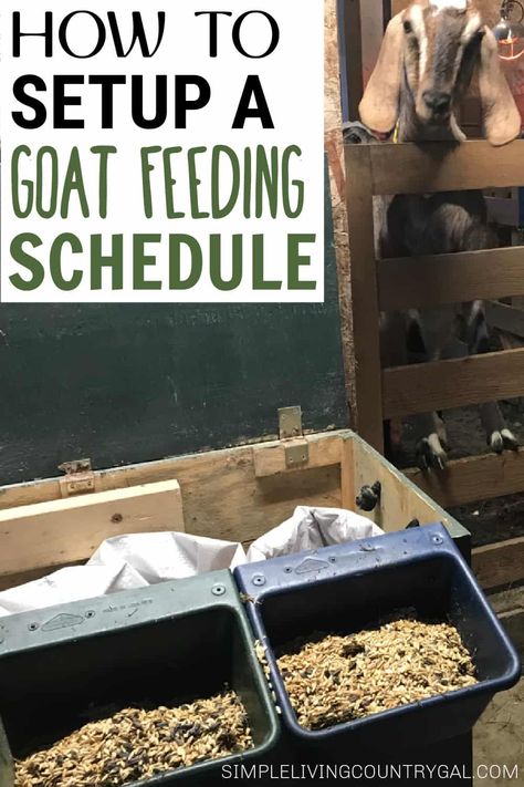 How to set up a Goat Feeding Schedule that will benefit all the goats in your herd. What to feed, how often, & when to adjust what you are feeding to each goat. What to feed senior goats, what precautions to take with male goats, how much to feed milking goats, and things to remember when feeding goat kids. This overview guide will help you to create a goat feeding schedule that you can use to streamline the care of your homestead animals. Homemade Goat Feed, Goat Feeding Station, Goat Feed, Goat Hacks, Goat Food And Water Set Up, Diy Mineral Feeder For Goats, What Can Goats Eat, Show Goats Tips, Goat Showing Tips