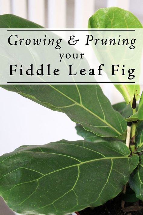 Fiddle Leaf Plant, Fig Bush, Fiddle Fig Tree, Fiddle Leaf Fig Care, Fiddle Leaf Tree, Fig Plant, Planting Tips, Fiddle Fig, Fiddle Leaf Fig Tree