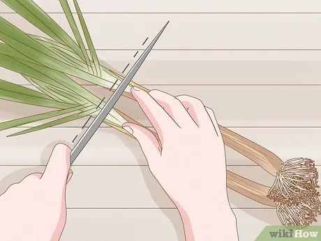 How to Harvest and Store Lemon Grass How To Harvest Lemon Grass Plant, Lemon Grass Harvesting, How To Harvest Lemongrass Plant, Lemon Grass Plant Patios, Thai Food Appetizers, Lemon Grass Recipes, Apothecary Garden, Lemongrass Recipes, Lemongrass Plant