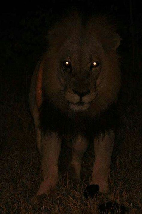 Lion at night Scary Lion, Lion Photography, Scary Animals, Wild Animals Pictures, Pretty Animals, Hyena, A Lion, Wildlife Animals, Big Cats