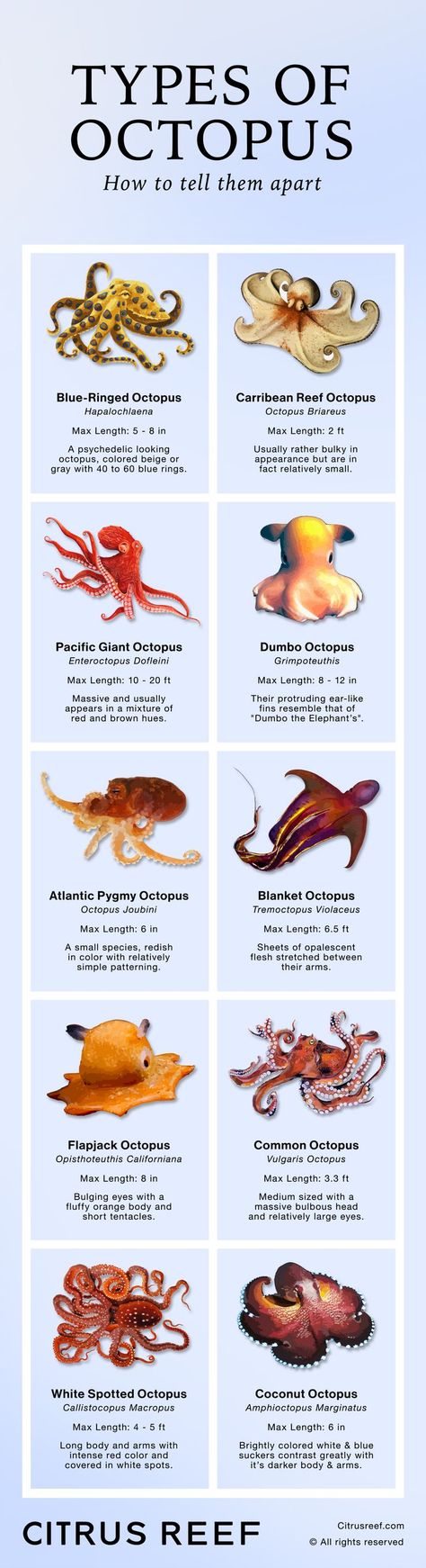 Different Types of Octopus Species Types Of Octopus, Octopus Species, Animal Infographic, Octopus Squid, Ocean Science, Different Species, Beautiful Sea Creatures, Water Animals, Animal Science