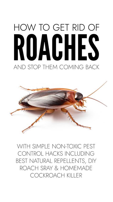 Get rid of cockroaches easily with natural cockroach repellents you already have in your kitchen plus DIY roach spray and homemade cockroach killer. Diy Roach Repellent, Diy Roach Killer Homemade, How To Kill Cockroaches Fast, Cockroaches How To Get Rid Of, Kill Roaches Fast, Roaches Get Rid Of Diy, Rid Of Roaches For Good, Roach Spray, Cockroach Repellent