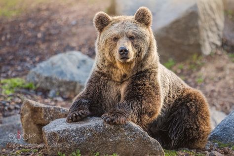 Bear Nose, Dekoratívne Vence, Grizzly Bears, Bear Paintings, Brown Bears, Bear Pictures, Photo Nature, Bear Art, Big Bear