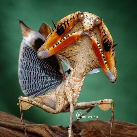 Animals Wildlife Nature on Instagram: “This is a dead leaf mantis. Dead leaf mantis is a common name given to various species of praying mantis that mimic dead leaves. Say…” Tokyo Olympics 2020, Weird Insects, Team Usa Basketball, Cool Insects, Insect Photography, Cool Bugs, Bug Art, Usa Basketball, Interesting Animals