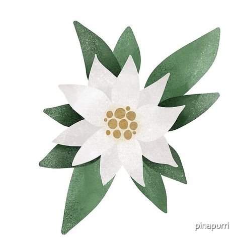 Digital illustration of a Edelweiss flower :) Edelweiss Drawing Illustrations, Edelweiss Illustration, Botanical Journal, Flower Journal, Calligraphy Ideas, Edelweiss Flower, Rhine River, Power Points, Mosaic Ideas