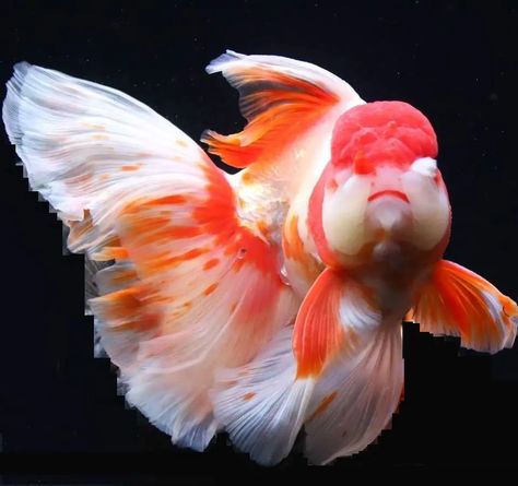 Thai Oranda goldfish – Exotic Fish Hub Oranda Goldfish, Fish For Sale, Exotic Fish, Pet Fish, Red Cap, Fish Pond, Goldfish, Fish Tank, Handmade Christmas