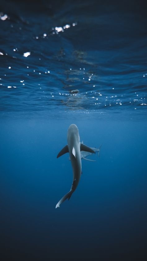 Sharks Underwater, Oahu North Shore, Shark Diving, North Shore Oahu, Hawaii Oahu, Photo Montage, Oahu Hawaii, Underwater Photography, North Shore