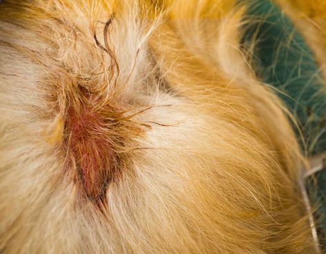 How to Treat Hot Spots on Dogs Hot Spots On Dogs, Matted Dog Hair, Home Remedies For Fleas, Dog Hot Spots, Matted Hair, Detangler Spray, You Doodle, Metal Comb, Dog Skin