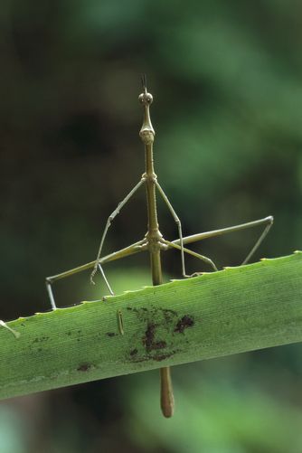 Jumping Stick Walking Stick Bug, Walking Stick Insect, Stick Insects, Investigatory Project, Stick Bug, Insect Species, Stick Insect, Nature Projects, Wooden Canes