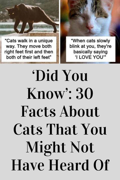 Facts About Cats Did You Know, Things To Know About Cats, Cat Fun Facts, Cat Facts Interesting, Cat Facts Funny, Fun Facts About Cats, Kitty Treats, Facts About Cats, Cat Tattoo Simple