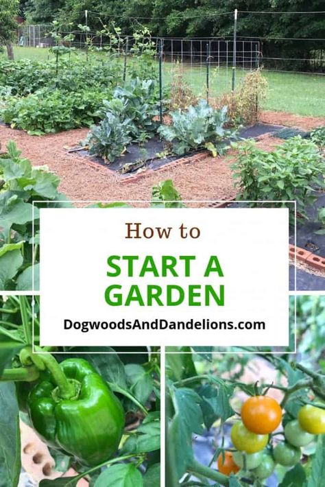 Start A Garden, Vegetable Garden Tips, Vertical Vegetable Garden, Starting A Vegetable Garden, Vertical Herb Garden, Gardening 101, Starting A Garden, Home Vegetable Garden, Vegetable Garden Design