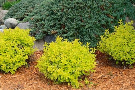 Small Evergreen Plants, Yellow Evergreen Shrub, Full Sun Foundation Planting, Yellow Bushes Shrub, Lorapetulam Bush, Sunshine Ligustrum Landscaping, Border Plants Full Sun, Gold Mound Spirea, Yellow Shrubs