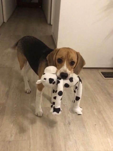 Beagle Aesthetics, Cute Beagle Puppies, Healing My Heart, Boxer Beagle Mix, Dogs Beagle, Beagle Pups, Puppy Beagle, Dog Beagle, Beagle Puppies