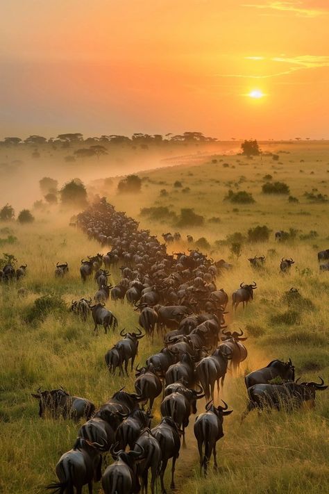 "Experience the awe-inspiring Serengeti Migration, nature's greatest show! 🌍🐾 Witness millions of wildebeest and zebras on their incredible journey across the plains. 🦓🦁 #SerengetiMigration #Nature #Wildlife" Great Migration Serengeti, Migration Animals, Africa Collage, South Africa Nature, Animal Migration, Wildebeest Migration, Plains Landscape, Africa Nature, Serengeti Tanzania