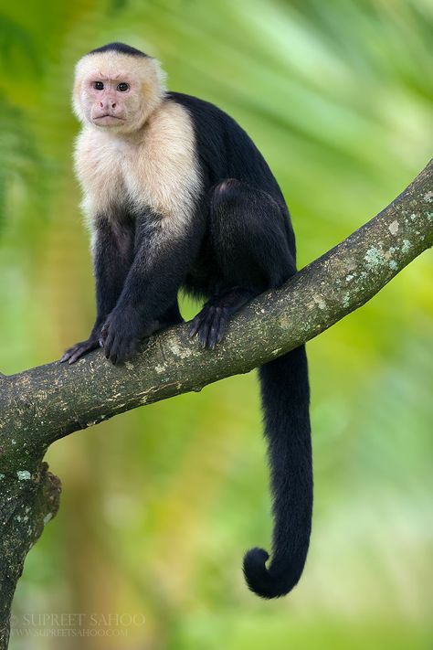 Capuchin Monkey Small Monkey, Capuchin Monkey, Panama Travel, Monkey Pictures, Mandrill, Pet Monkey, Adventure Vacation, A Monkey