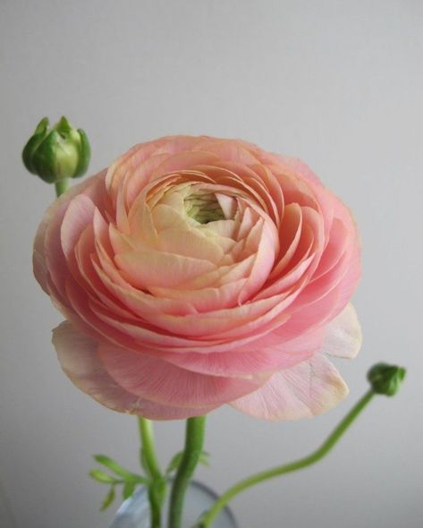 Ranunculus Painting, Persian Buttercup, Ranunculus Flower, Flower Identification, Wafer Paper Flowers, Ranunculus Flowers, Different Flowers, Sugar Flowers, Ranunculus