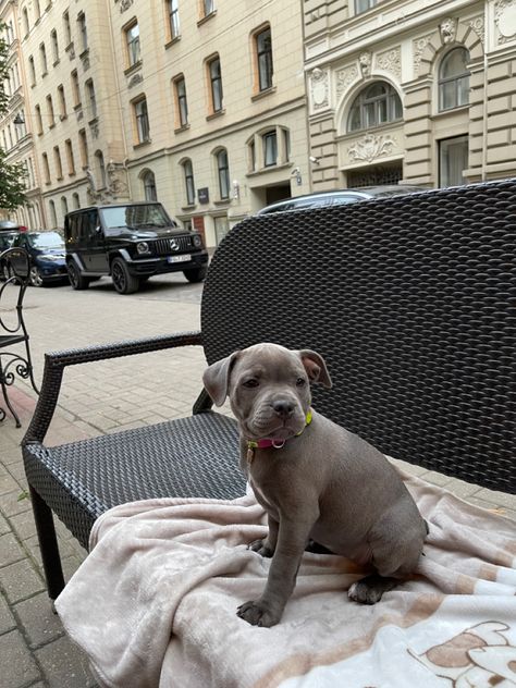 Cute little puppy on her first evening out #puppy #staffbully #staffordshirebullterrier #bullterier #bluepuppy #blustaffy #bluestaffordshirebullterrier #bluedog #blue #dog Staffordshire Bull Terrier Puppy, Blue Staffy Puppy, Puppy Aesthetic, Blue Staffy, Bull Terrier Puppy, First Dog, Dog Aesthetic, Cute Little Puppies, Terrier Puppy