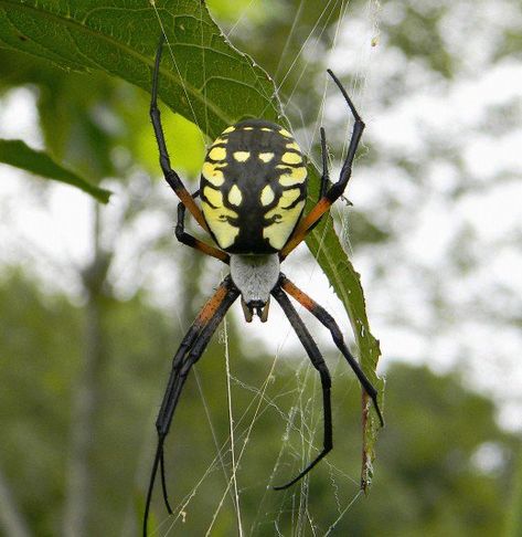 Corn Spider on the prowl Cool Spiders, Garden Spider, Cool Insects, Insect Tattoo, Couples Tattoo Designs, Attracting Beneficial Insects, Myths And Legends, Garden Insects, Attract Butterflies