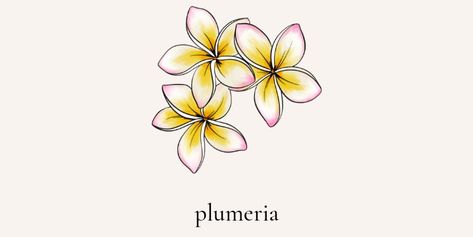 3 Plumeria Tattoo, Frangipani Tattoo Colour, Plumeria And Monstera Tattoo, Pink Iguana, Plumeria Drawing, Hbd Card, Frangipani Tattoo, Halo Tattoo, Plumeria Tattoo