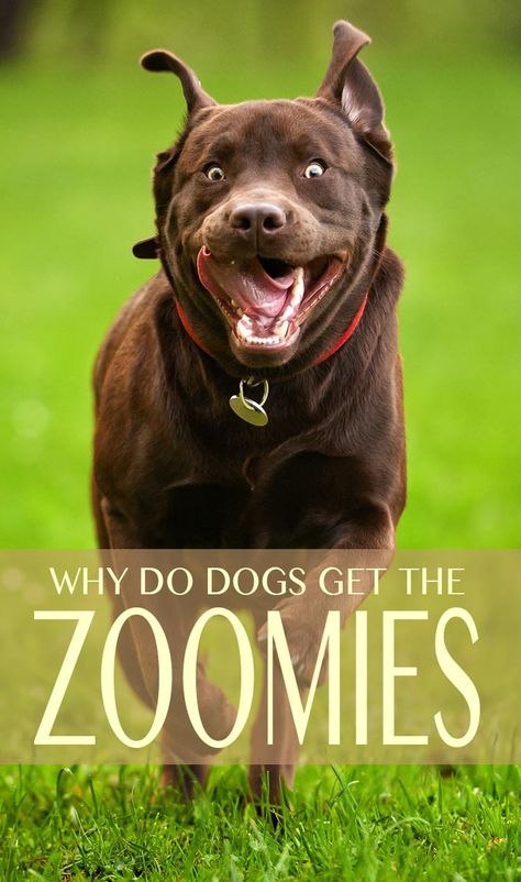 Pet Language, Dog Zoomies, Excited Puppy, House Training Dogs, Dog Ramp, Dog Tips, Calm Dogs, Dog Info, Dog Care Tips