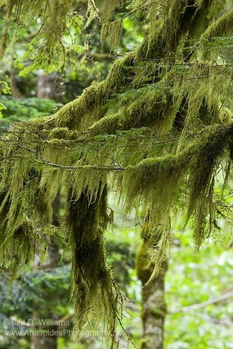 Moss On Trees, Moss On Tree, Reindeer Lichen, Moss Hanging, Hanging Moss, Moss Gardens, Moss Tree, Succulent Leaves, Men Inspiration