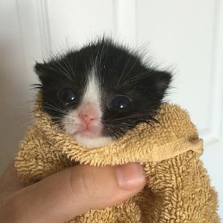 This Tiny Cat Is Everything - https://www.buzzfeed.com/mothcub/this-tiny-cat-is-everything-1bzu2?utm_term=.gvGDl62em#.ob8QgxqLr Gif, White, Black