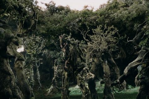 Entmoot Hobbit Party, Fig Trees, Rowan Tree, Save Our Earth, The Two Towers, Jrr Tolkien, Dragon Age, Middle Earth, Narnia