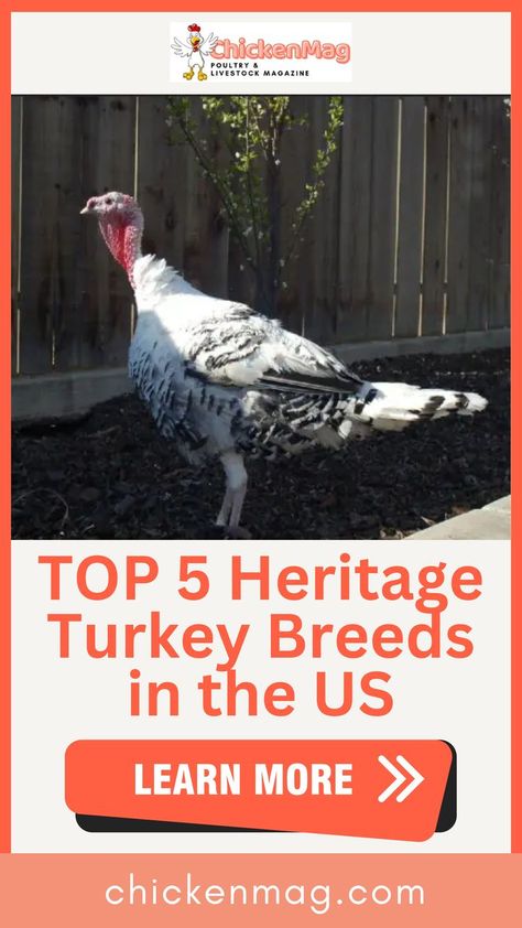 Exploring Heritage Treasures: The Top 5 Turkey Breeds with Rich American History Bourbon Red Turkey, Turkey Breeds, Poultry Breeds, Pets For Sale, American History, Bourbon, The Top, This Is Us, The Past