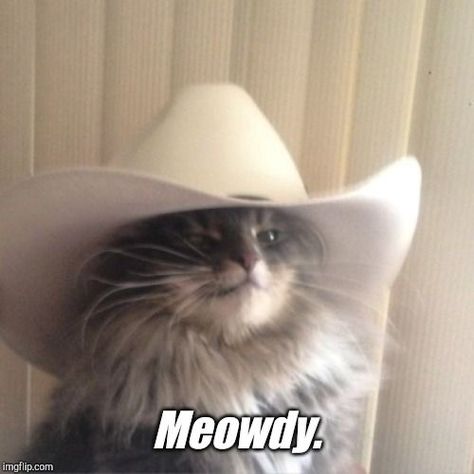 Cowboy cat?!?!?. #cats #silly #funny #fashion #aesthetic #recipe A Cat, Cowboy, White