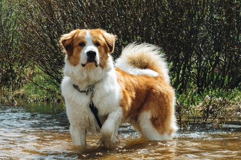 Great Bernese (Great Pyrenees/Bernese Mountain Dog mix) Great Pyrenees Photography, Bernese Mountain Dog Mix Great Pyrenees, Great Pyrenees Bernese Mountain Dog, Pyranese Mountain Dog, Great Bernese Mountain Dog, Pyrenees Mountain Dog, Saint Pyrenees Dog, Burmese Mountain Dog Puppy, Great Bernese