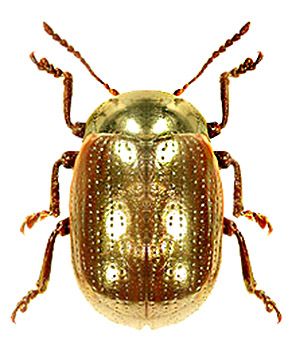 Gold | ゴールド | Gōrudo | Gylden | Oro | Metal | Metallic | Shape | Texture | Form | Composition | Chrysolina aegyptiaca Gold Beetle, Tortoise Beetle, Firefly Art, Bug Beetle, Beetle Art, Beetle Insect, Cool Bugs, Grasshoppers, Beetle Bug