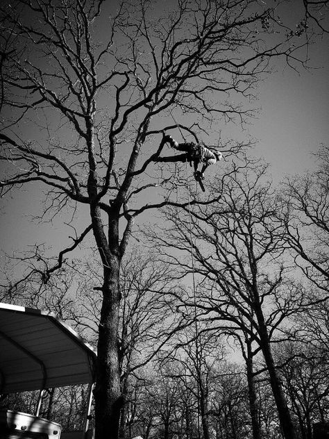 Arborist at work Arborist Climbing Trees, Blackheath London, Arborist Climbing, Climbing Photography, Tree Arborist, Climbing Trees, Tree Surgeons, Home Studio Photography, Tree Climbing