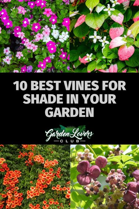 Shade Vines, Vining Plants For Shade, Shade Vines Perennial, Vines For Shade, Shade Loving Vine, Vines For Shaded Areas, Shade Loving Climbing Plants, Full Shade Garden, Shade Vines Flowering