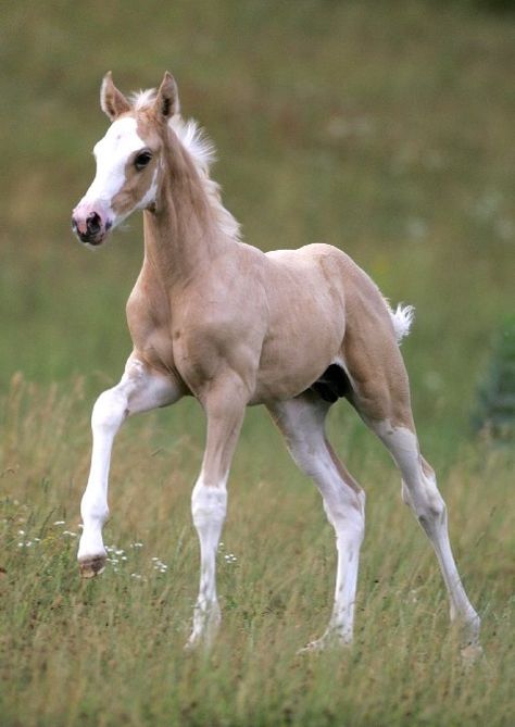 sassyponies The Grass, My Name, Running, Gold, White