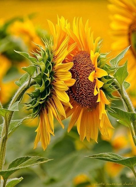 Sunflowers And Daisies, Sunflower Pictures, Sunflower Garden, Sunflower Wallpaper, Sunflower Fields, Flower Wallpaper, Organic Gardening, 그림 그리기, Flower Drawing