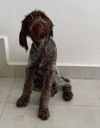 Top 75 Best Wirehaired Pointing Griffon Dog Names Wirehaired Pointing Griffon Puppies, Cesky Fousek, Dog Name Ideas, Korthals Griffon, Italian Spinone, Hunting Dogs Breeds, Wirehaired Pointing Griffon, Pointing Griffon, Best Dog Names