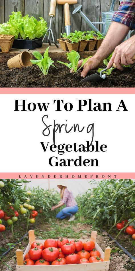 Spring is right around the corner, and, although we are currently battling through the harsh winter weather, now is the time to start planning for your spring vegetable garden! If this is your first year gardening, there are a ton of factors to consider, from what grows best in your area, to when you should start planting. Here are just a few tips to help you get started! #vegetablegardening #gardeningtips #homesteading #spring Spring Vegetable Garden, Vegetable Garden Planning, Harsh Winter, Vegetable Garden For Beginners, Garden Vines, Starting A Garden, Spring Vegetables, Olive Garden, Kew Gardens