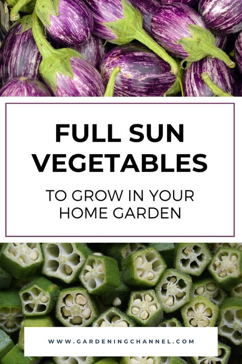 Full Sun Vegetables, Full Sun Garden, Vegetable Garden Planner, Vegetables To Grow, Gardening Guide, Garden Magic, Raised Flower Beds, Grow Vegetables, Sun Garden