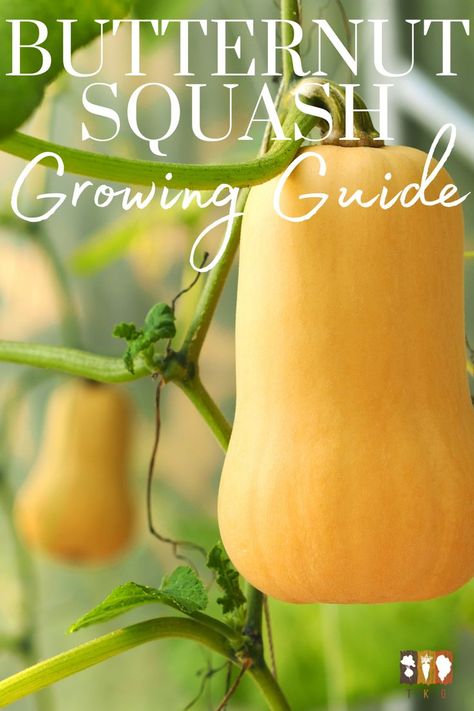 Butternut Squash hanging from a trellis When To Plant Butternut Squash, How To Grow Butternut Squash, How To Can Butternut Squash, Growing Squash In Raised Beds, How To Grow Squash In Containers, Planting Butternut Squash, Growing Squash In Containers, Butternut Squash Garden, Grow Butternut Squash