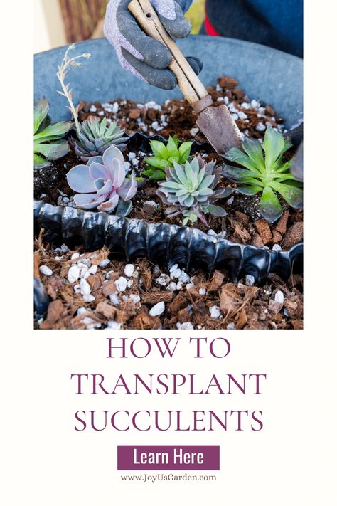 Succulents don't mind being transplanted at all. Transplanting succulents in pots is a simple process that ensures the health & vitality of these beautiful plants. Here's all you need to know about transplanting/planting/repotting succulents in pots (both indoors & outdoors) including time of year to do it, pot size, mix to use, steps to take, & important factors to consider. Help your succulents to thrive so they can display their unique beauty! Transplant Succulents, Repotting Succulents, Succulents In Pots, Indoor Plant Care Guide, Pencil Cactus, Easy Indoor Plants, Pinterest Guide, Orchid Bark, Worm Composting