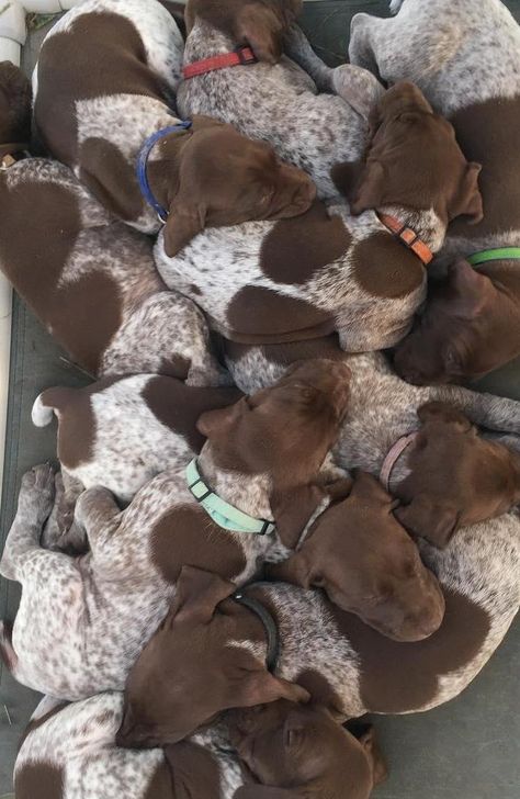 German Shorthaired Pointer Puppy, German Pointer Puppy, German Shorthaired Pointer Puppies, German Short Haired Pointer, German Pointer, Gsp Dogs, Shorthair Pointer, Short Haired Pointer, Gsp Puppies