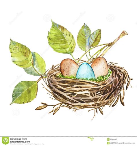 Hand Drawn Watercolor Art Bird Nest With Eggs , Easter Design. Isolated Illustration On White Background. Stock Illustration - Illustration of natural, drawing: 86402867 Bird Nest Art, Nest Illustration, Bird Nest With Eggs, Bird Nests Art, Bird Nest Painting, Nest Art, Let's Make Art, Eggs Easter, 수채화 그림