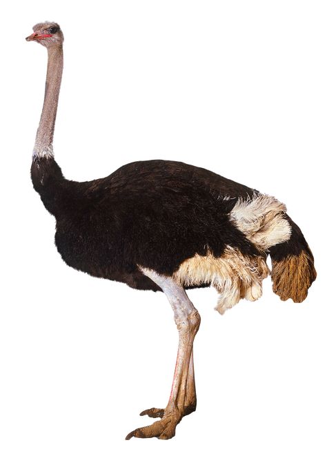 Ostrich Pictures, Ostrich Egg, Growing Business, Cafe Bistro, Business Partners, Nature Birds, Big Bird, Business Partner, Senior Dog