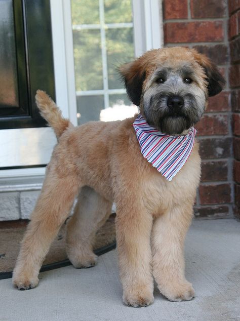 Mickey's first real haircut... by milikin, via Flickr Wheaten Terrier Haircut, Terrier Haircut, Wheaten Terrier Puppy, Wheaton Terrier, Dog Haircuts, Tibetan Terrier, Soft Coated Wheaten Terrier, Dog Cuts, Wheaten Terrier