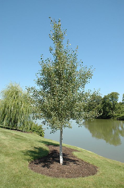 Prairie Gold Trembling Aspen (Populus tremuloides 'NE Arb') at Westwood Gardens Backyard Ecosystem, Eden Prairie Minnesota, Quaking Aspen, Landscape Curbing, Landscaping Trees, Aspen Tree, Nursery Garden, Fast Growing Trees, Forest Garden