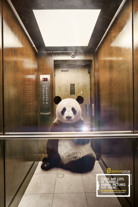 National Geographic’s New Ad Campaign Features Animals Taking Selfies  | TIME.com Christmas Instagram Pictures, Best Nature Images, Creative Advertising Campaign, Taking Selfies, Funny Prints, Foto Art, Print Advertising, Creative Ads, Creative Advertising