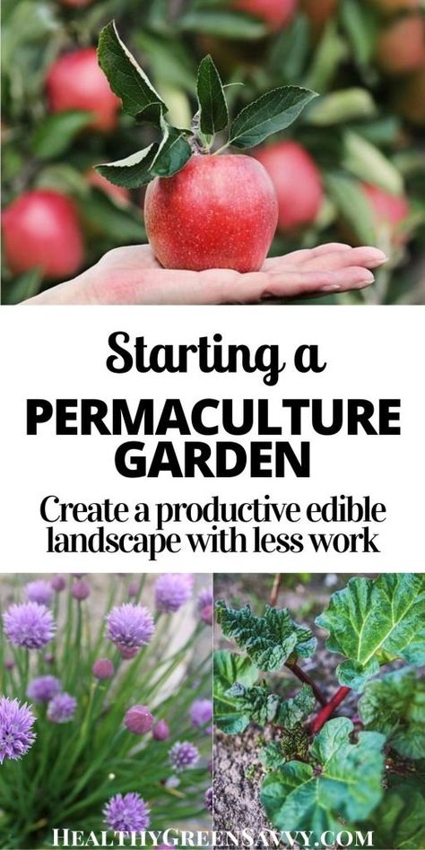 Permaculture Gardening for Beginners Growing Rhubarb, Permaculture Garden, Edible Landscape, Permaculture Principles, Productive Garden, Berry Plants, Permaculture Gardening, Permaculture Design, Edible Landscaping